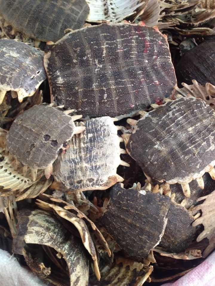 伟博鳖甲中药材生鳖甲鳖甲壳鳖盖打粉另售制鳖甲生鳖甲老鳖甲甲壳 300
