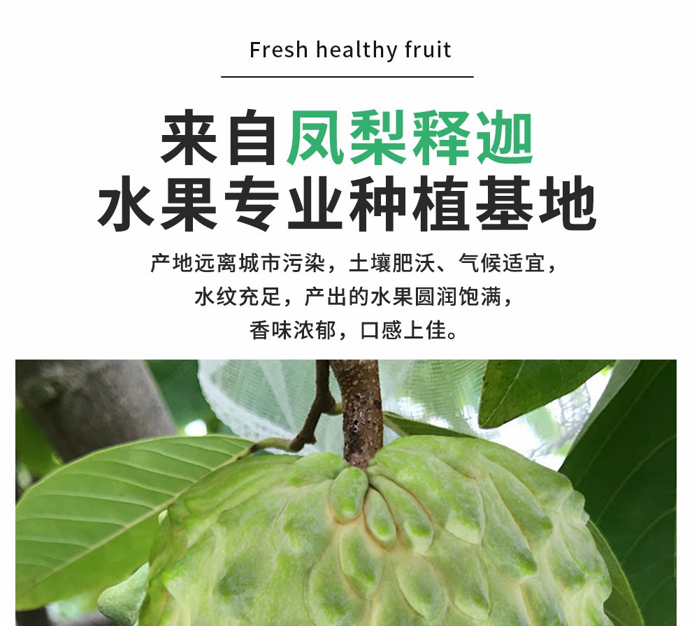 释迦果佛头果番荔枝果林檎果释迦摩尼果新鲜水果中秋送礼3斤装 需要放软才能食用 图片价格品牌报价 京东