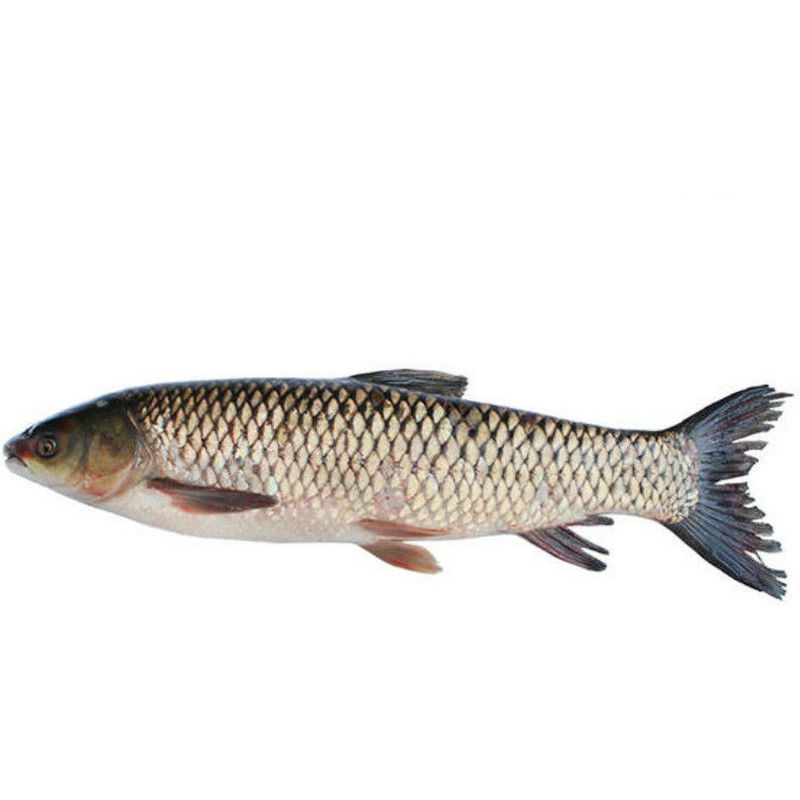 新鲜草鱼鲜活草鱼饲养鱼约234至10斤净重为宰杀前实重活鱼运输4斤整只