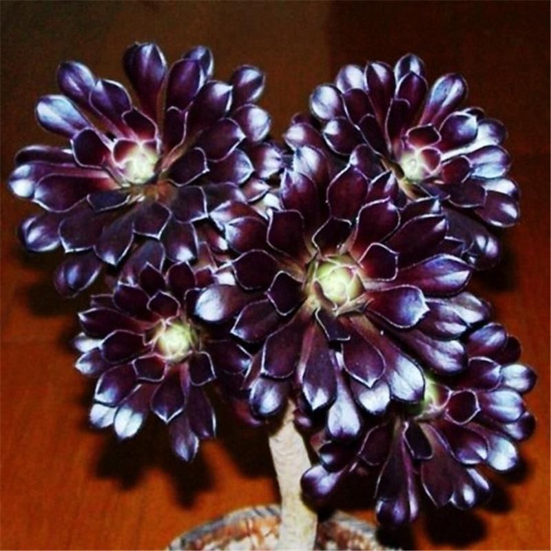 练手好养易活的多肉植物绿植花卉 超级福利40公分墨法师砍头桩包爆头