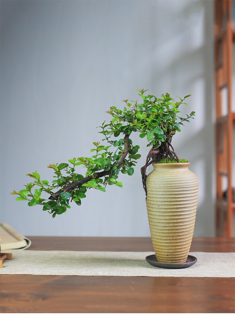 涞思芊品质保证雀梅禅意盆景悬崖老桩创意盆栽花卉植物室内桌面办公室