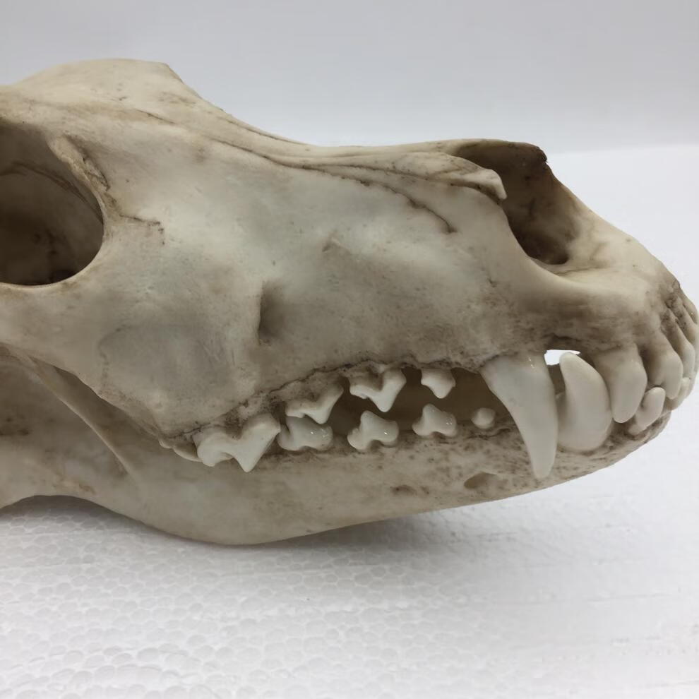 赤槿高档轻奢定制送同事朋友商场同款动物狼头骨模型标本化石绘画教学