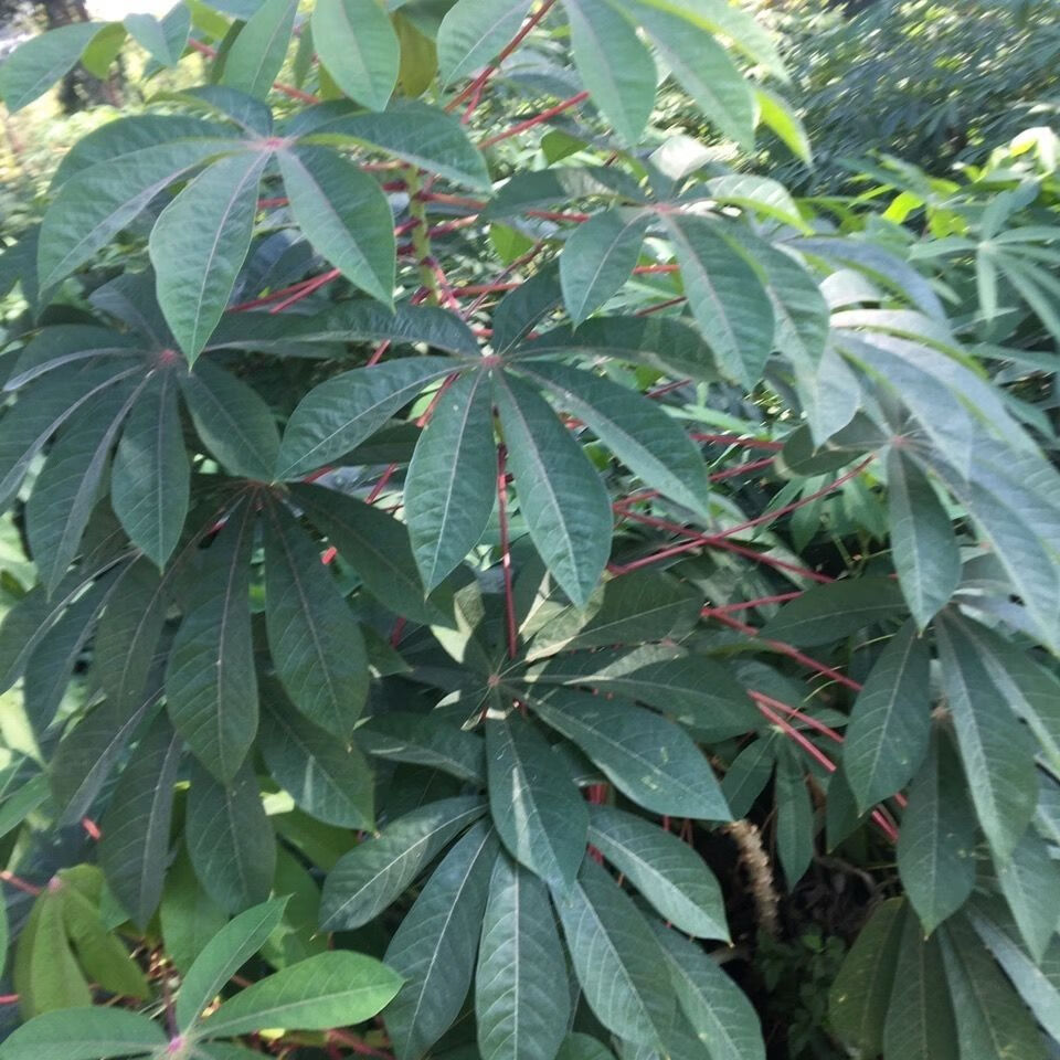 现采现发木薯叶 南洋薯叶 树薯叶 木番薯叶(新鲜) 1000g【图片 价格