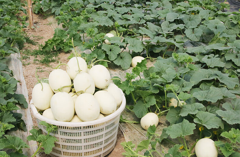 春光岛南汇玉菇甜瓜孕妇新鲜蜜瓜玉茹香瓜5斤白瓜 2500g 南汇玉菇甜瓜