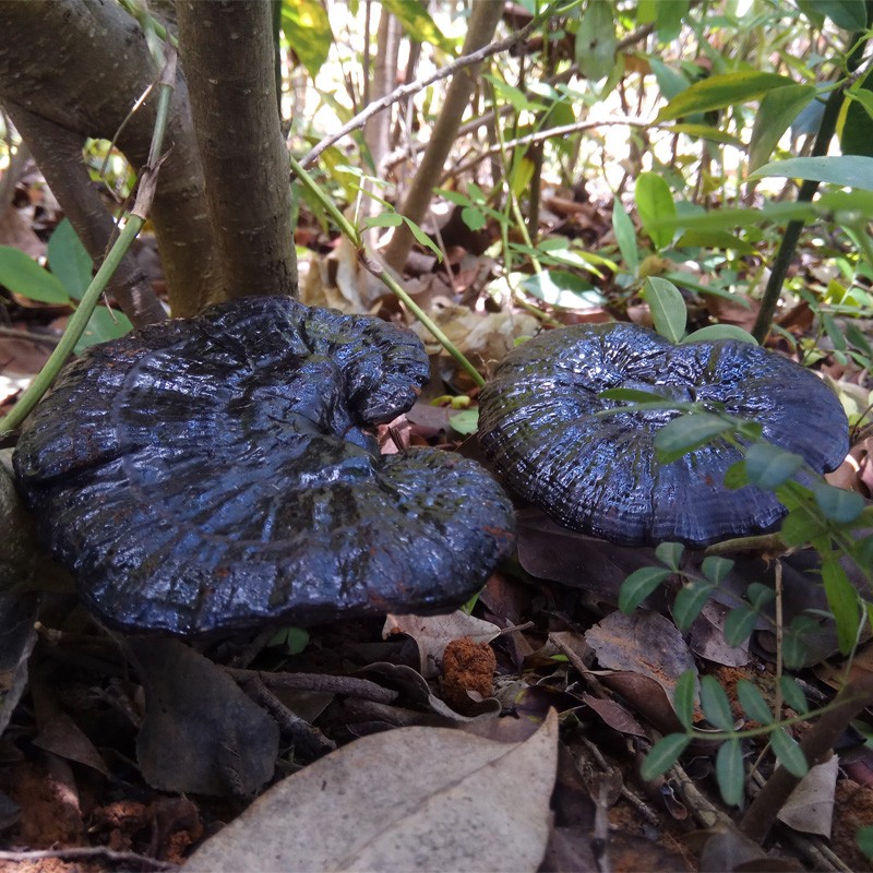 京选优品黑灵芝云南深山整枝黑林芝黑芝半灵芝500g赤灵芝切片推荐图片
