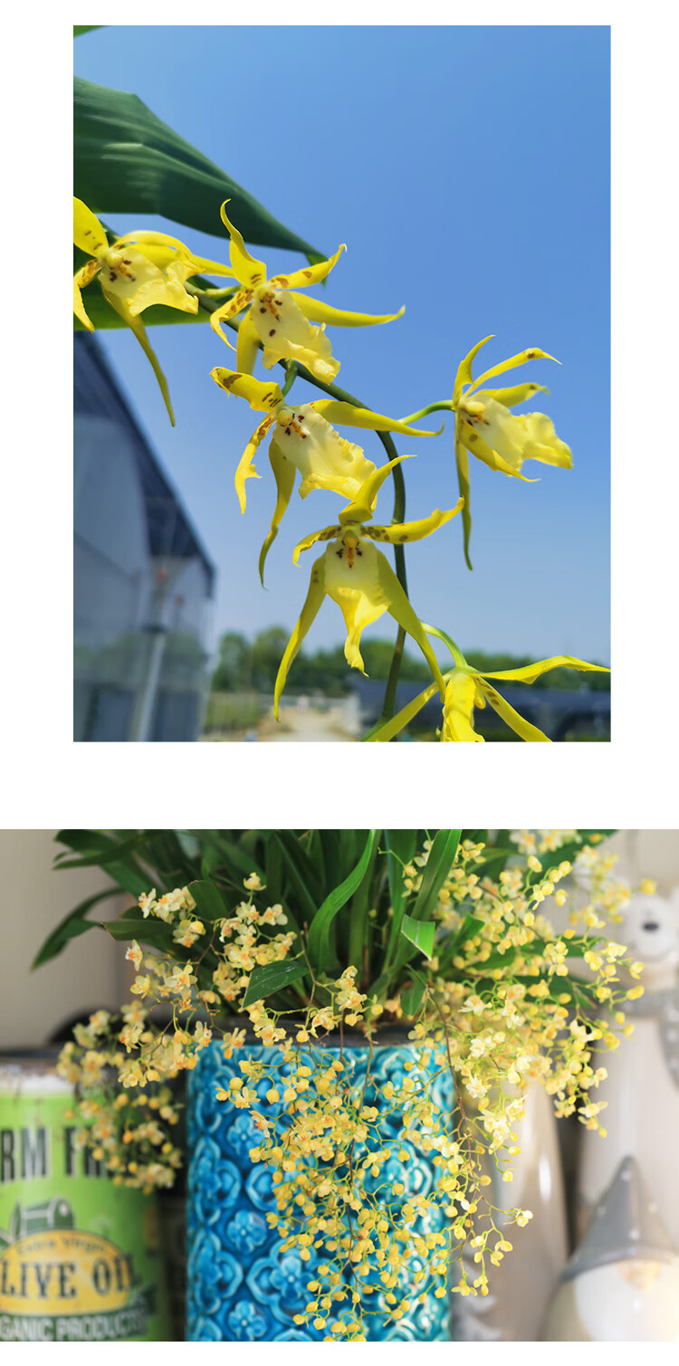 文心兰梦香室内桌面盆栽兰花带香水味冬春季开花带花苞麦桑荷 文心兰