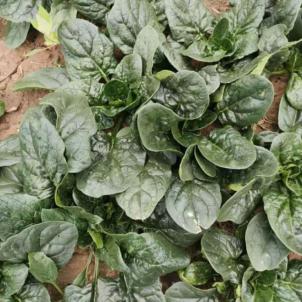 【超低价】新鲜菠菜矮杆厚叶菠菜新鲜5斤1/3斤红根霜冻菠菜【1月25日