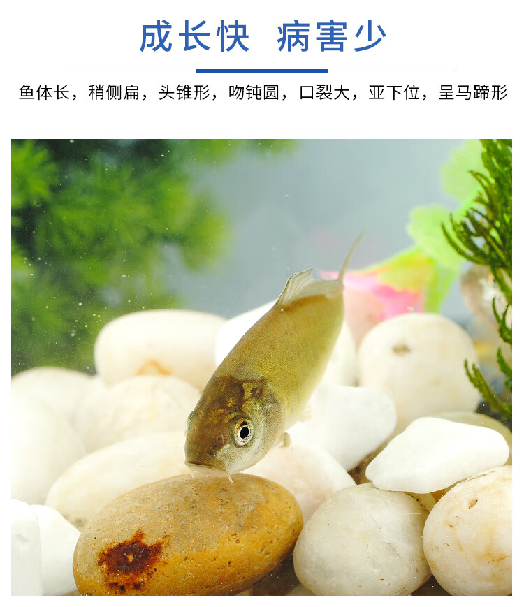 榮鬱裸鯉魚苗裸斑魚苗淡水魚苗魚塘養殖魚苗小魚苗無鱗鯉魚苗框鯉魚苗