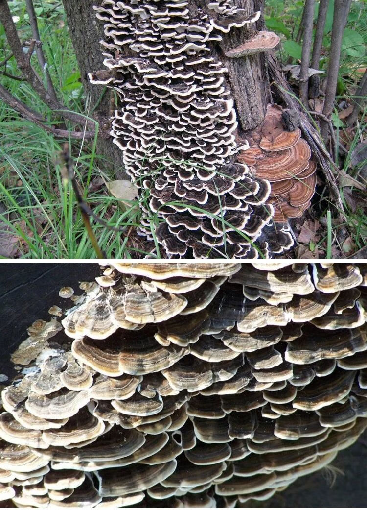 精选野生云灵芝长白山野生云芝黄云芝云芝蘑白底云芝清青芝灵芝野生云