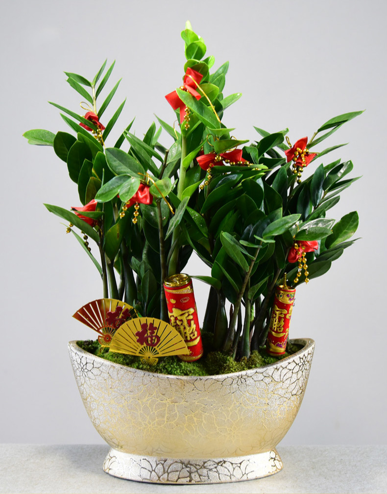 大金钱树盆栽摇钱树植物室内客厅过年钱串子绿植年宵花卉四季好养