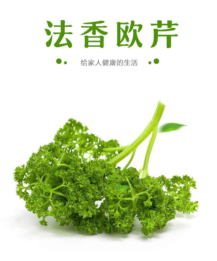 新鲜番西法香欧芹荷兰芹西洋芹摆盘装饰新鲜蔬菜火锅调味香料香菜