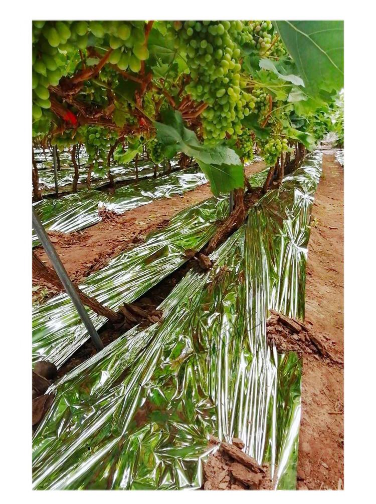 反光膜农用果树果园苹果地桃树葡萄增色上色返光纸薄膜大棚用地膜 x