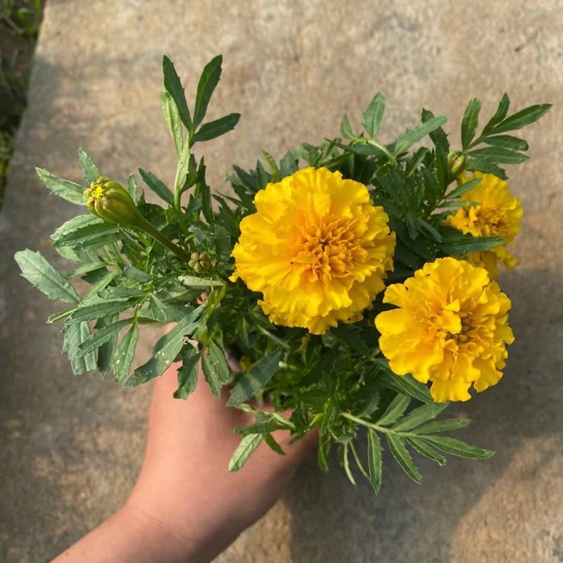 孔雀草矮生重瓣万寿菊带花庭院易活易种花卉盆栽四季开花植物孔雀草