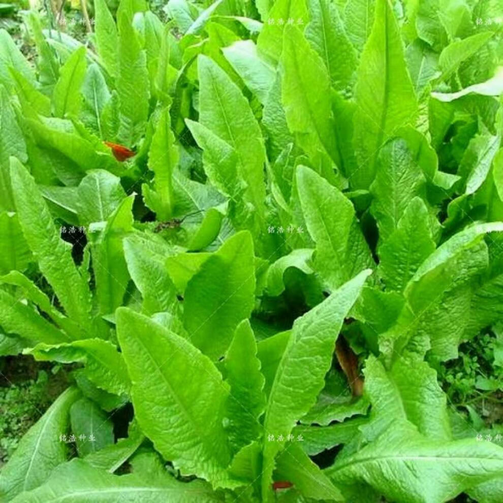 高产油麦菜种子早熟四季播耐热耐寒田园菜园阳台种菜盆栽蔬菜种子油麦