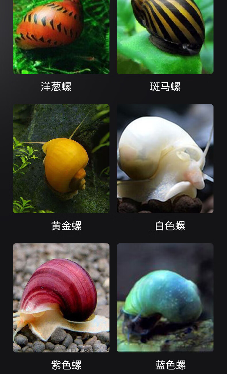 观赏螺的种类及图片图片