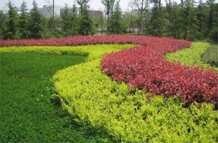 蝶遇红叶石楠树苗小苗围墙绿篱植物高杆四季常青庭院绿化新品柱球