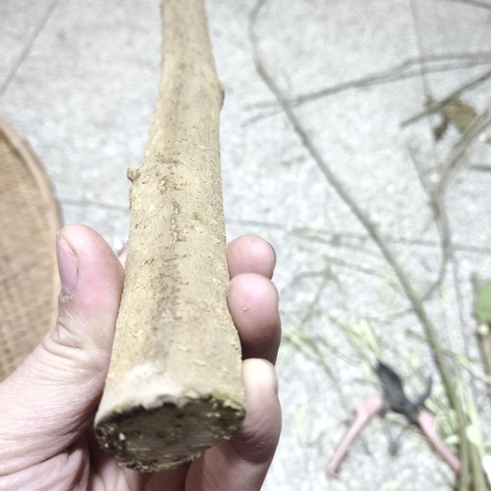 野生新鲜现采带皮桑枝棒经络养生拍打棒干桑枝条桑木棍破关桑树枝