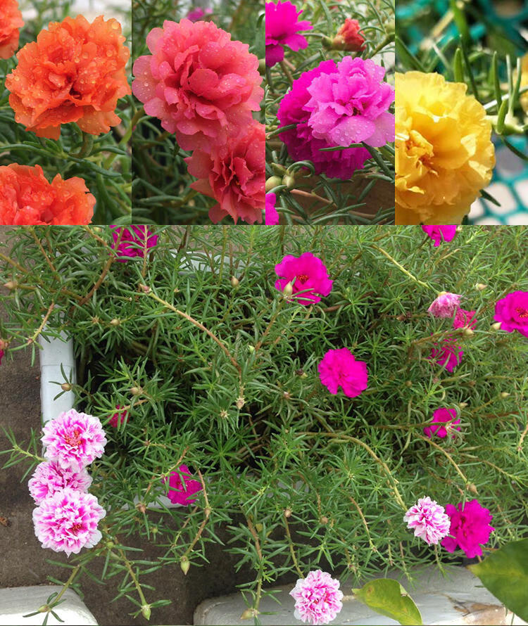 宿根松叶牡丹太阳花苗多色多年生对版带根带土发货z 粉色重楼 不含盆