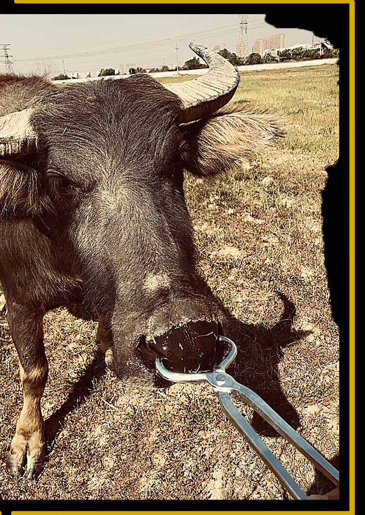 牛鼻钳子不锈钢长柄畜牧养殖设备器械抓犊牛场牵引扣牛鼻环牛鼻圈