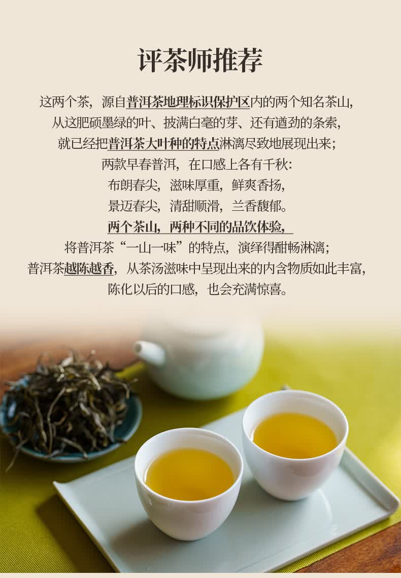 吉普号茶叶普洱茶生茶2021年春茶春尖大树茶散茶125g 景迈春尖1盒