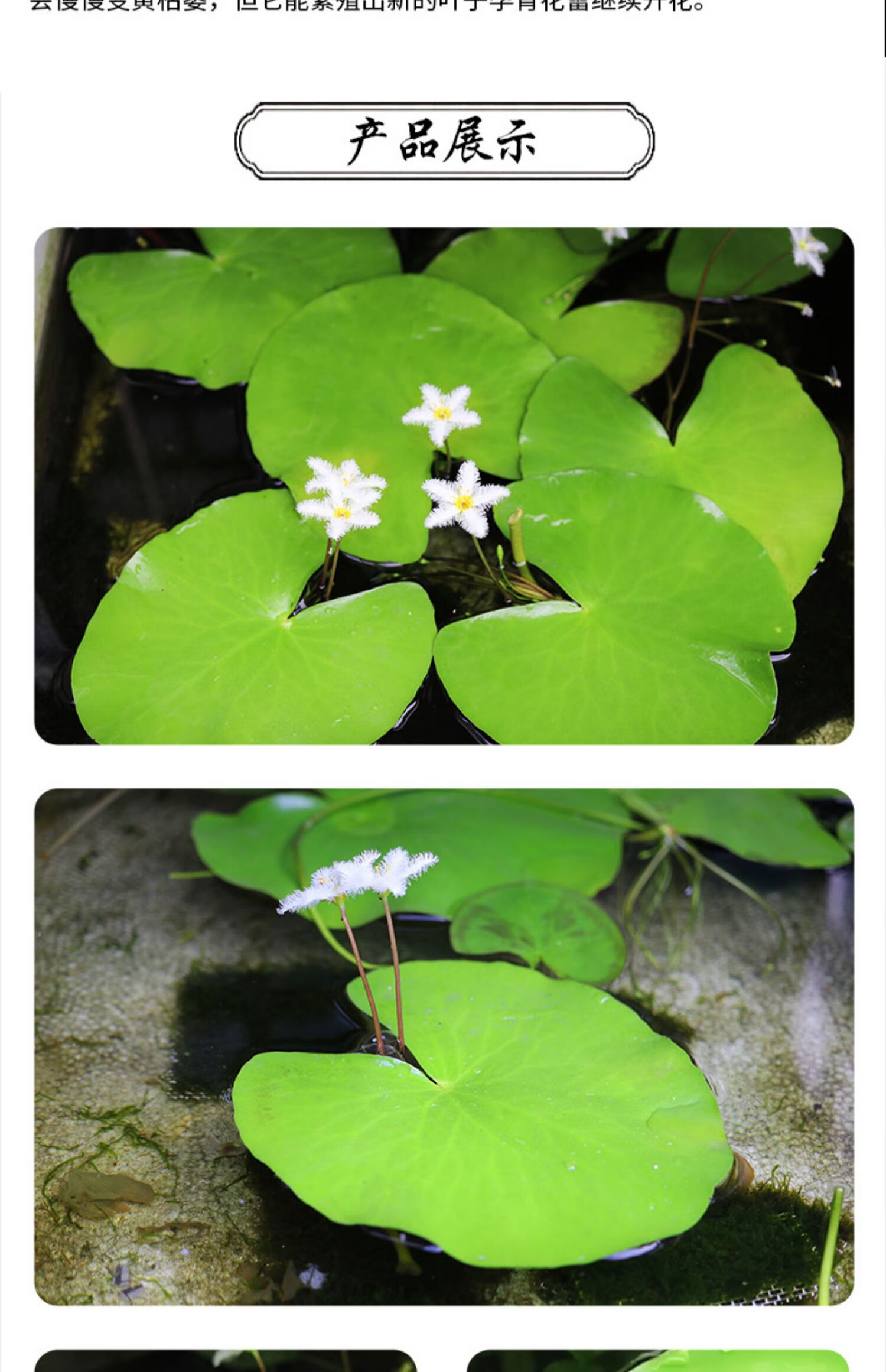 浮萍开花图片