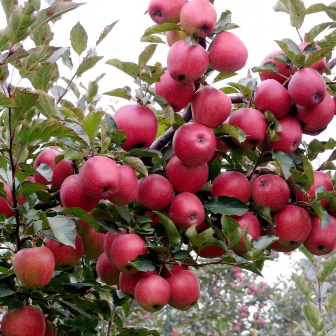 粉面沙甜正宗陕西秦冠苹果水果粉面沙甜老人宝宝刮泥新鲜水果带箱9510
