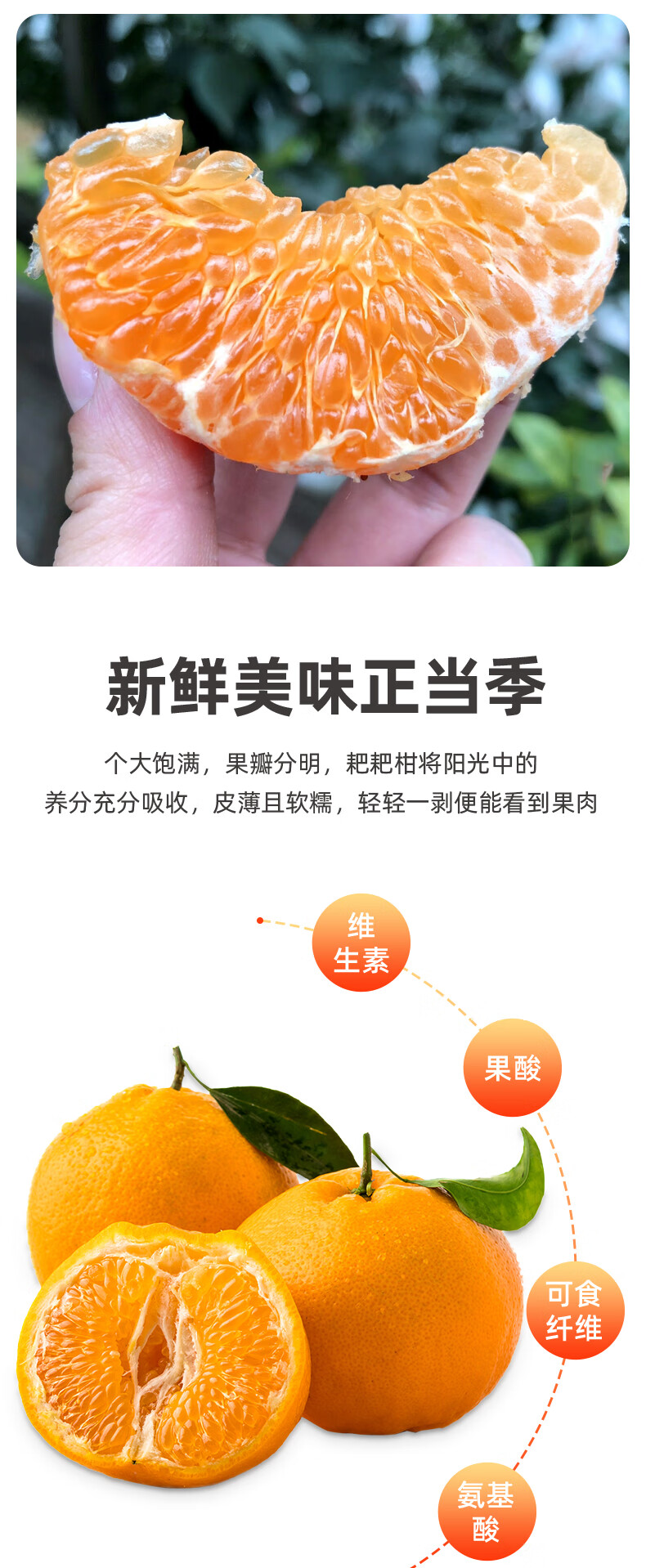 四川春见耙耙柑特级丑橘子新鲜水果粑粑柑桔子 带箱5斤(果径70mm以上)