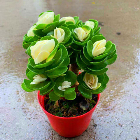 多肉植物办公室内花卉桌摆盆栽金钱木锦净化好养懒人新品寓意 三年