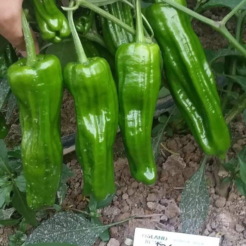 【百萌(bai meng)新优98k辣椒种子】百萌(bai meng)皮辣椒种子批发