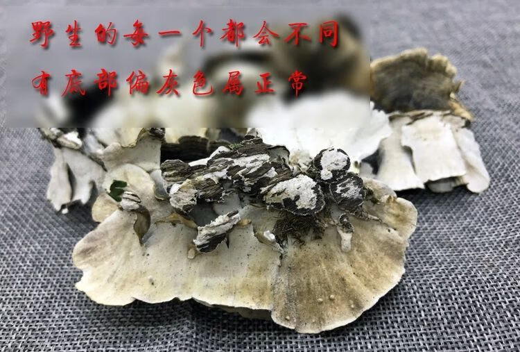 精选野生云灵芝长白山野生云芝黄云芝云芝蘑白底云芝清青芝灵芝野生云