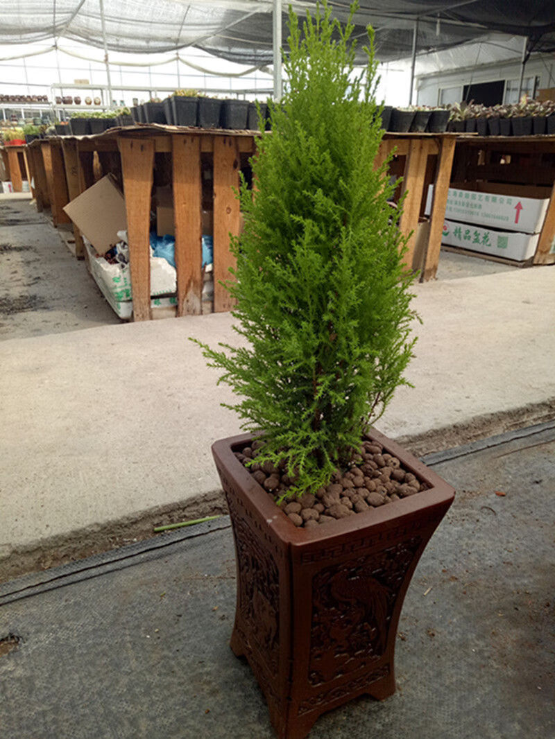 小香松盆栽室内棒棒糖圣诞小松树香冠柏客厅办公桌绿植四季常绿香松苗