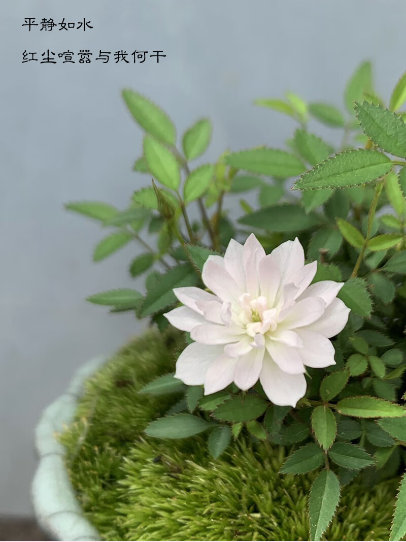 日本乙女姬月季迷你月季阳台绿植桌面盆栽微型盆栽花卉玫瑰欧月姬月季