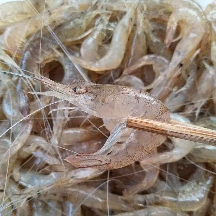小河虾新鲜小白虾青虾明虾红虾小虾245斤速冻现发或者活虾运输2斤中号