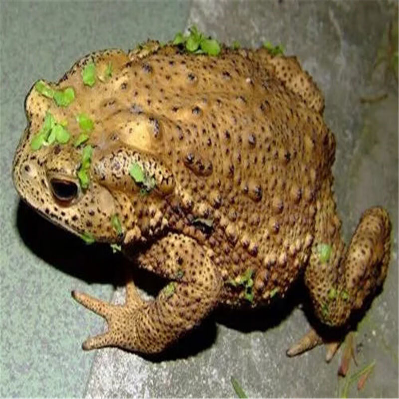 伟博药材 活癞蛤蟆 活蟾蜍 癞蛤蟆 癞蛤蟆活 蟾蜍活体 250克/只【图片