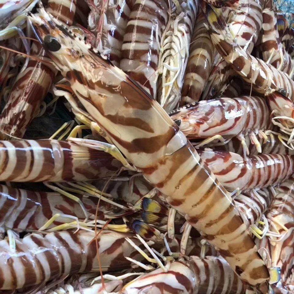 鲜活海捕花节虾新鲜冻虾海虾竹节虾冷冻水产冰鲜九节虾斑节虾 红爪虎