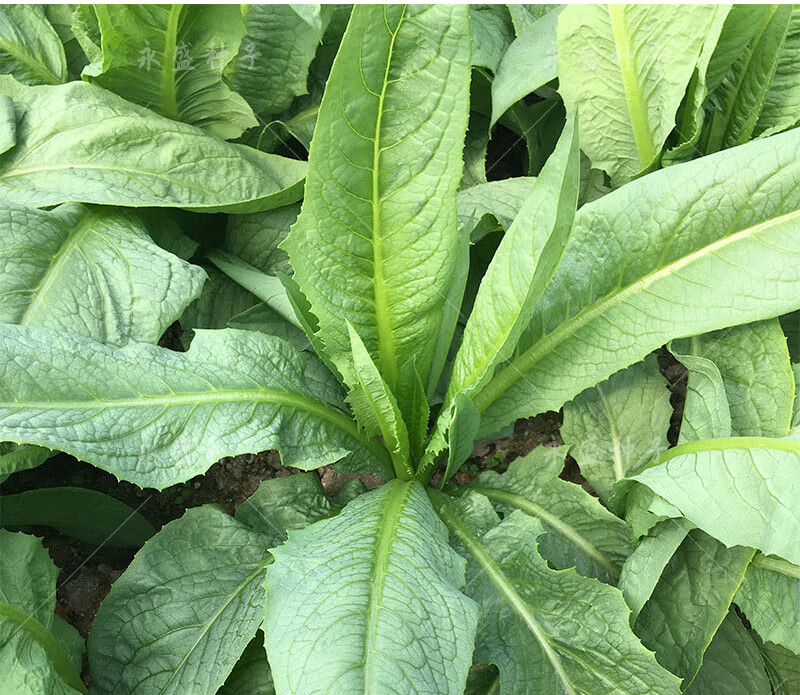 奔奥正宗高州唛菜种子八甲唛多枝多芽甜麦菜种籽美人剑苦麻菜蔬菜种孑