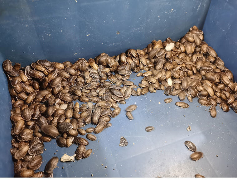 伟博现货杜比亚蟑螂活体饲料活虫蝎子鬃狮蜥蜴龙鱼守宫蜘蛛乌龟画眉鸟