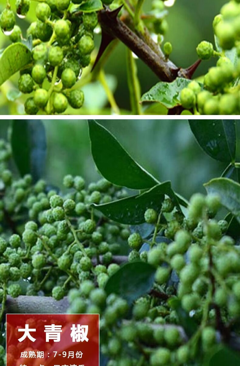 花椒苗樹大紅袍花椒樹小苗無刺花椒四川藤椒盆栽地栽食用當年結果 大