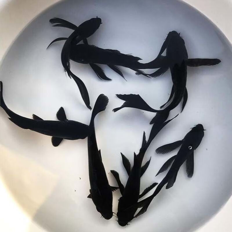 黄金锦鲤金鱼冷水鱼热带鱼淡水纯种招财鱼风水鱼观赏鱼