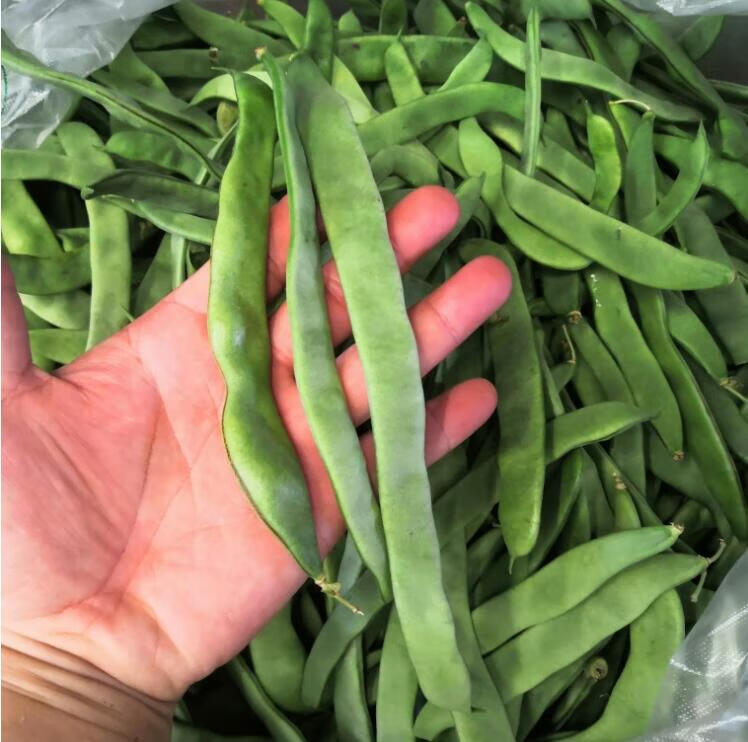 扁豆角新鲜 扁芸豆豆角 四季豆 农家蔬菜 5斤