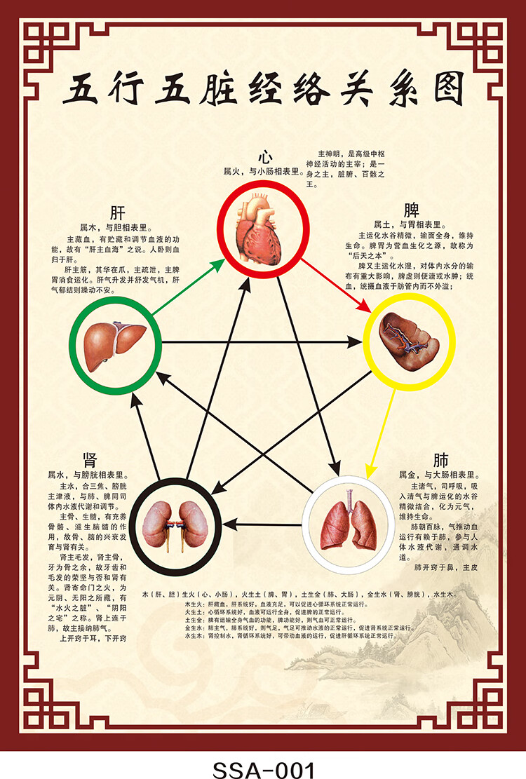 中医五行五脏经络关系图 中医五行养生海报宣传画中医文化展板 pp胶