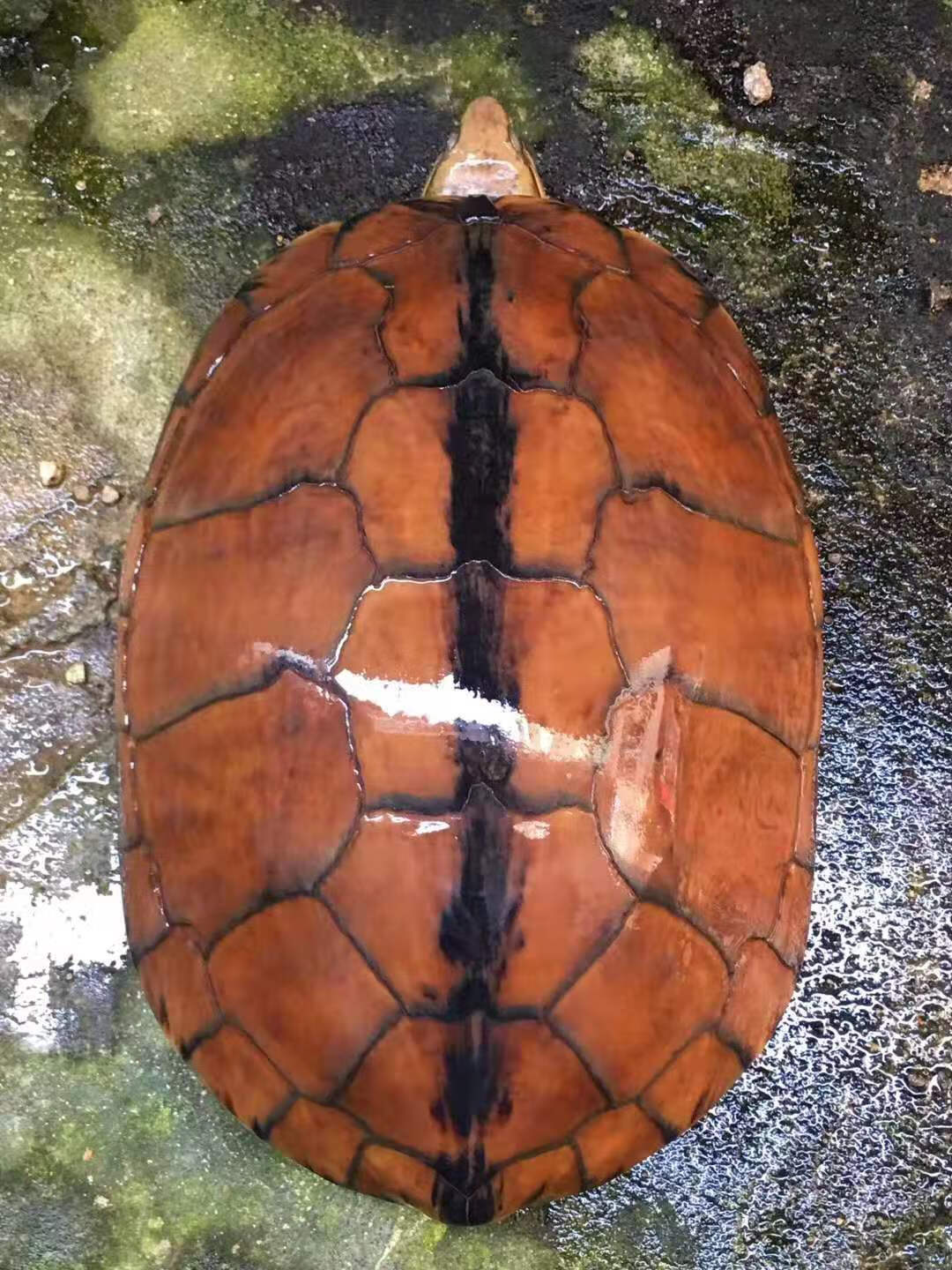 金线长寿龟 南石龟苗 纯南种石金线龟活体镇宅招财宠物龟粮 八只 产蛋