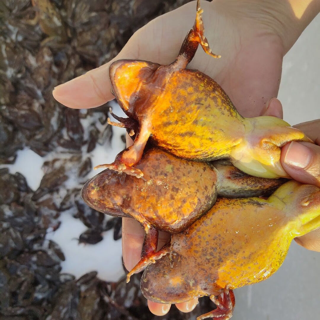 东北特产林蛙蛤蟆长白山雪蛤 自家山沟 母豹子母蛙&公蛙活体 母一斤装