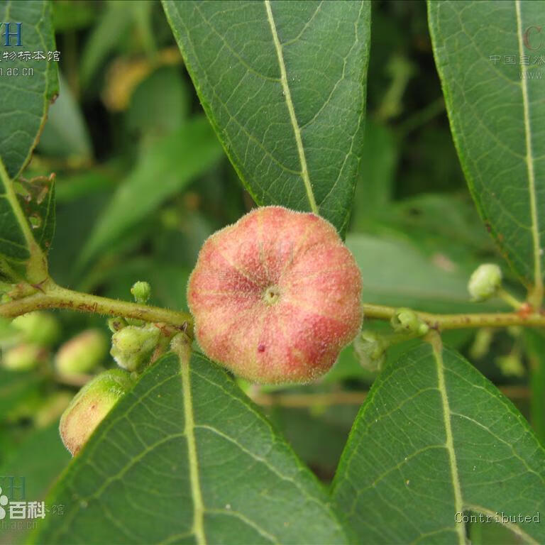 中药材算盘子根 野南瓜根馒头果 算盘珠漆大姑 纯根干品5oo克 算盘子
