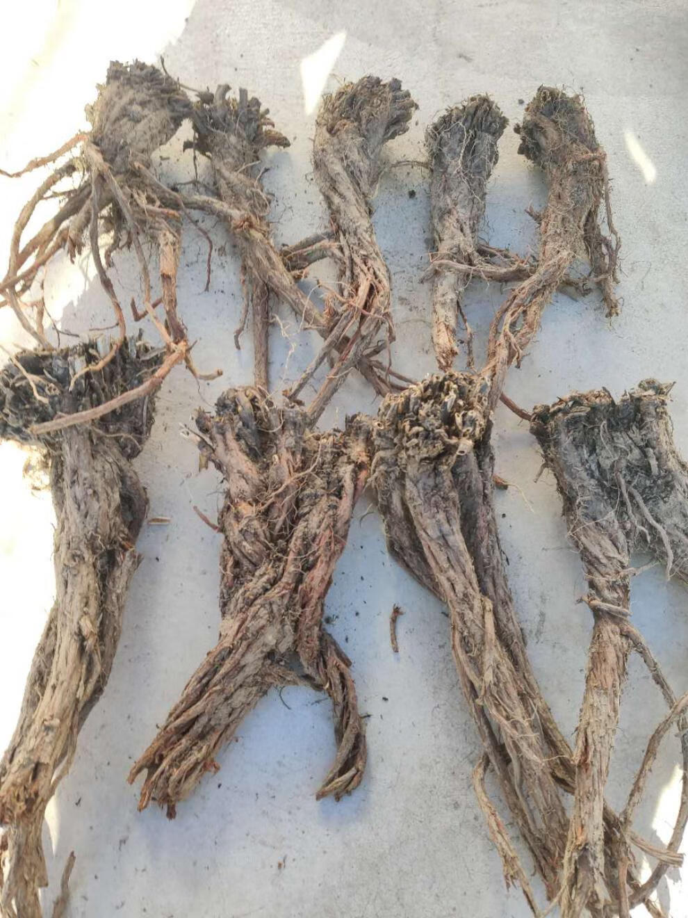 特级野生紫丹参 整根野生丹参500克顺丰可切野丹参片磨丹参粉【图片