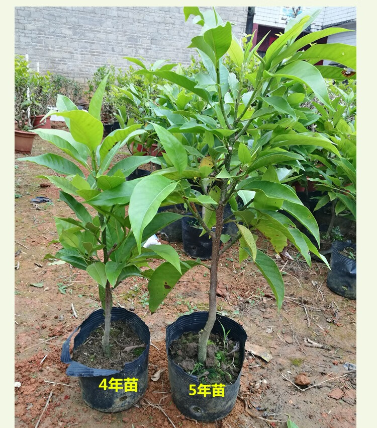 嫁接黄桷兰 花苗 香味白玉兰花树苗 庭院阳台花卉绿植黄兰盆栽黄果兰