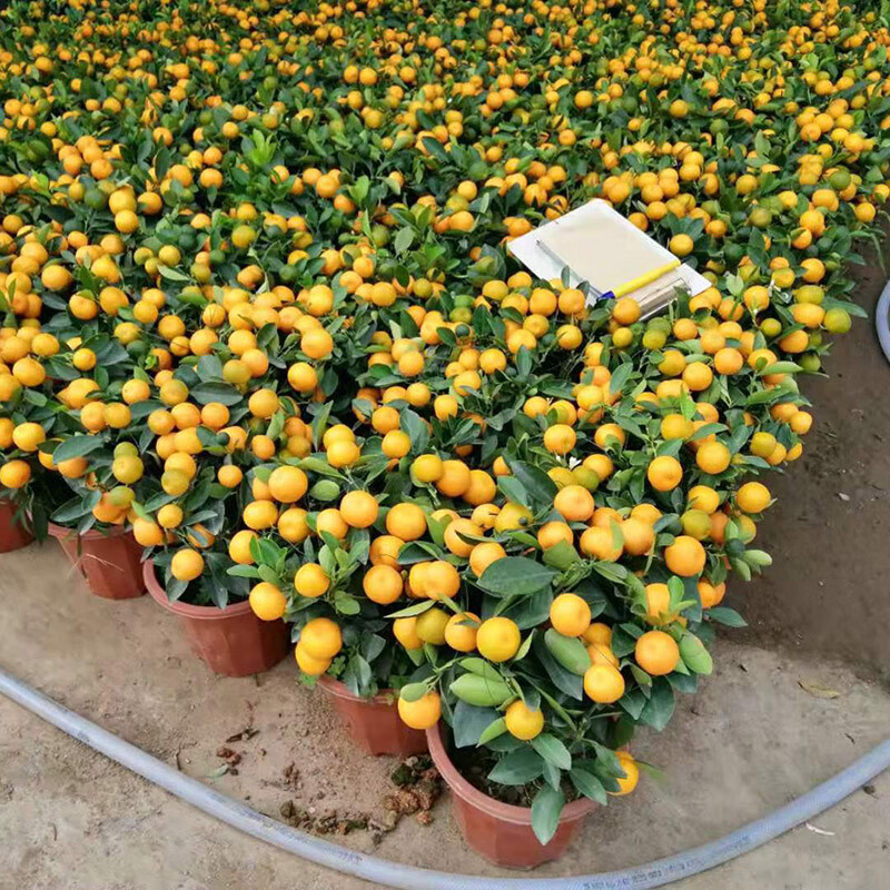金桔四季树室内客厅大盆年桔观赏盆景年宵花四季桔盆栽大盆不含盆