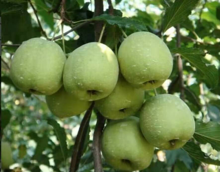 山楂果 新鲜山楂 青皮山楂 广东长寿之乡信宜特产 甜山楂水果 250克