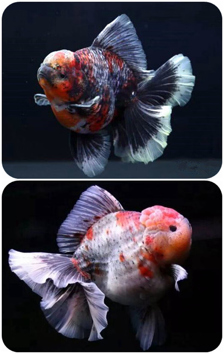 森悠saryor金鱼活鱼观赏鱼红白泰狮鱼淡冷水宠物包活78cm黑泰狮精品1