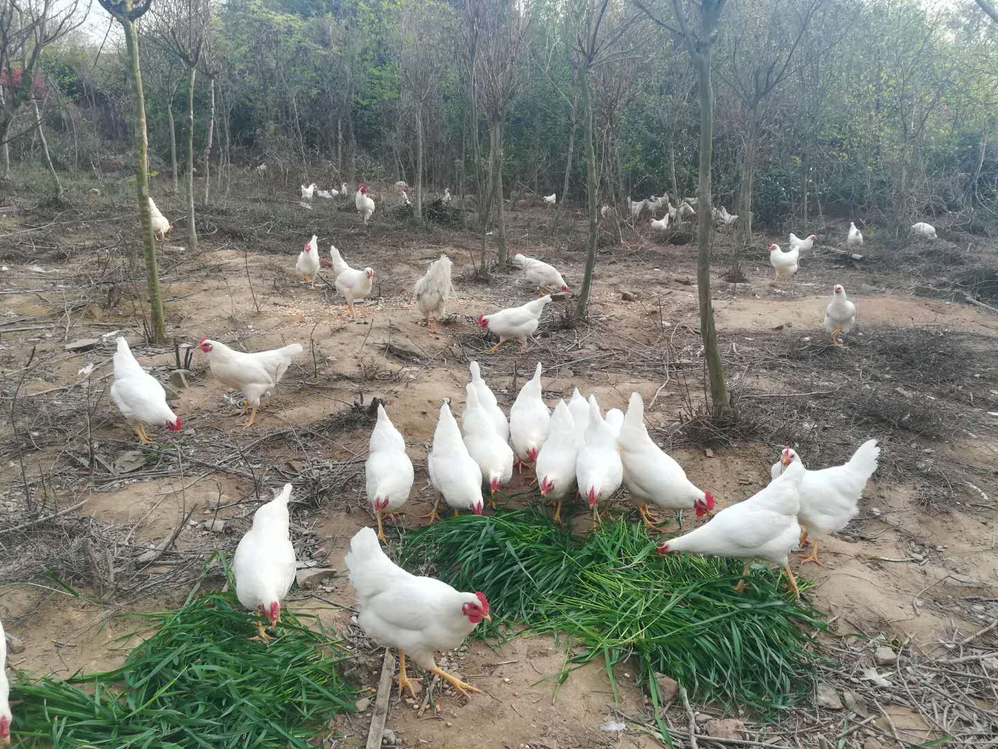 活白母鸡公鸡 活鸡 散养土鸡 青脚鸡 土鸡纯白土鸡 白羽活土鸡包活